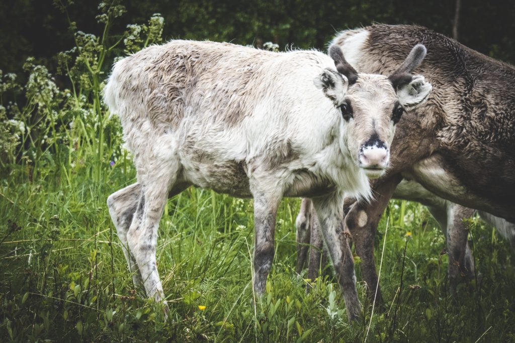 Under vandringen kring Midsommar har vi möjlighet att se många renar.