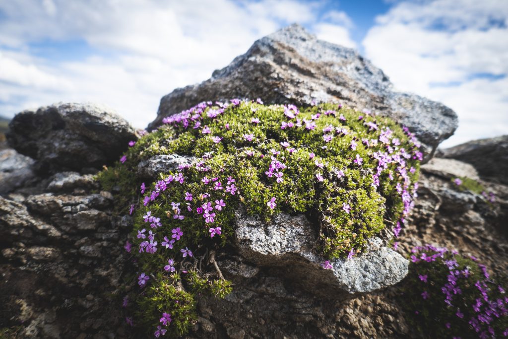 Fjällglim på sommaren