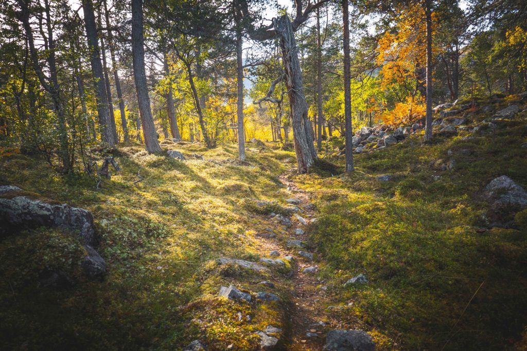 Vacker skog i fjällnära terräng
