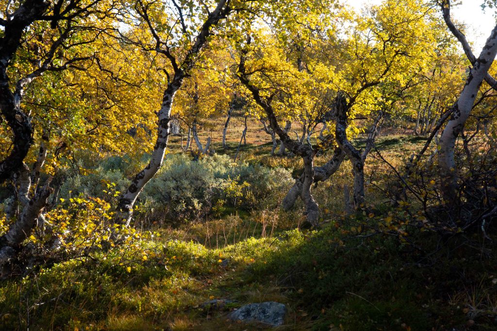 Fjällbjörkar under hösten